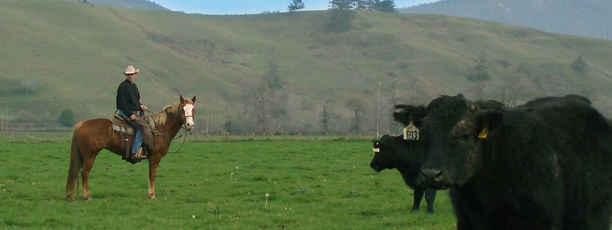 Humboldt Grassfed Beaf